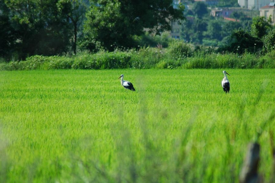 White Stork