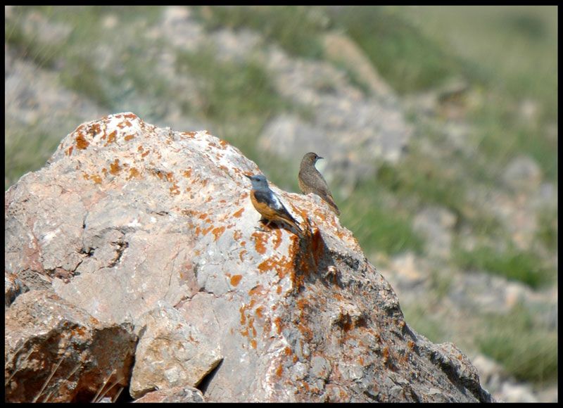 Common Rock Thrush