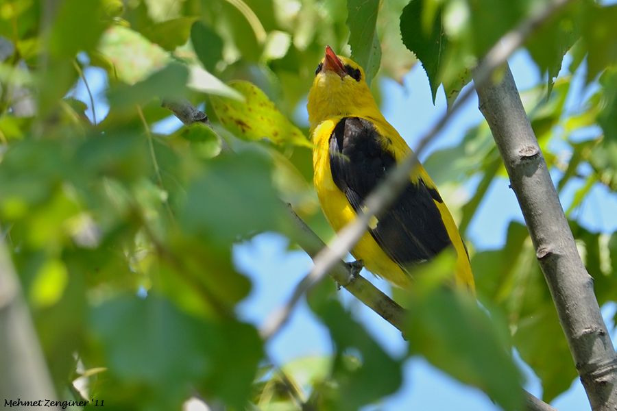 Eurasian Golden Oriole