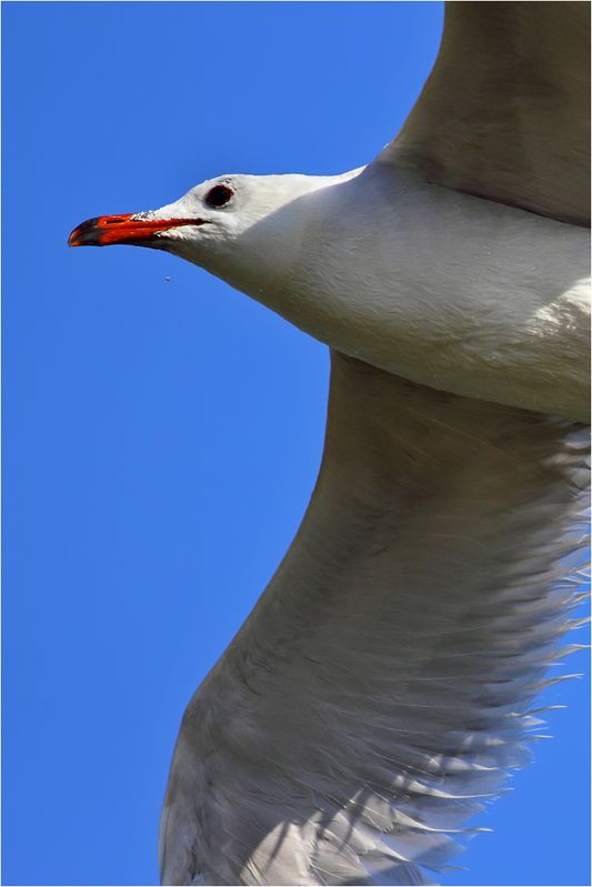 Audouin`s Gull