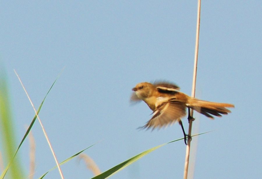 Bearded Reedling