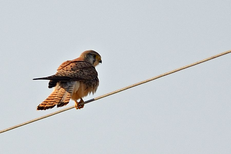 Common Kestrel
