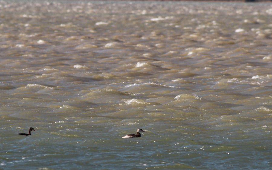 Great Crested Grebe