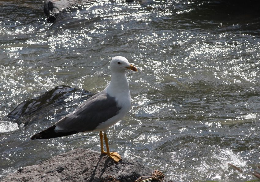 Armenian Gull