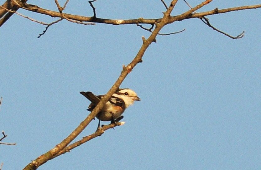 Masked Shrike