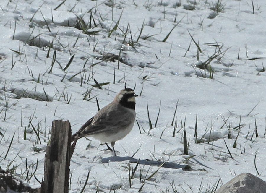 Horned Lark