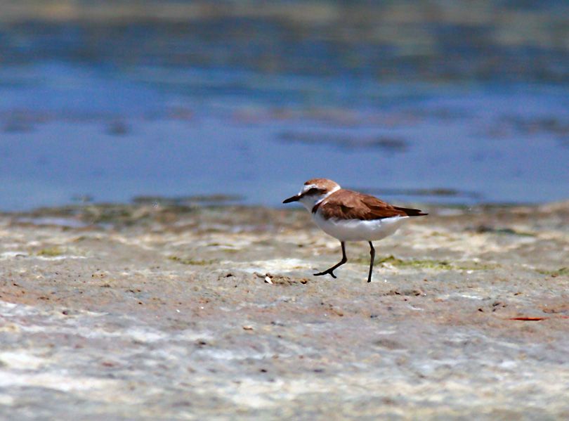 Kentish Plover