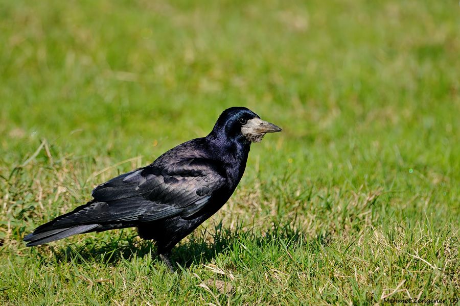 Rook