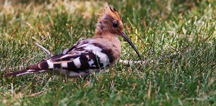Common Hoopoe