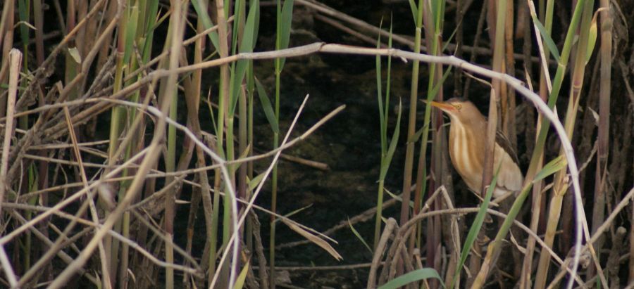 Little Bittern