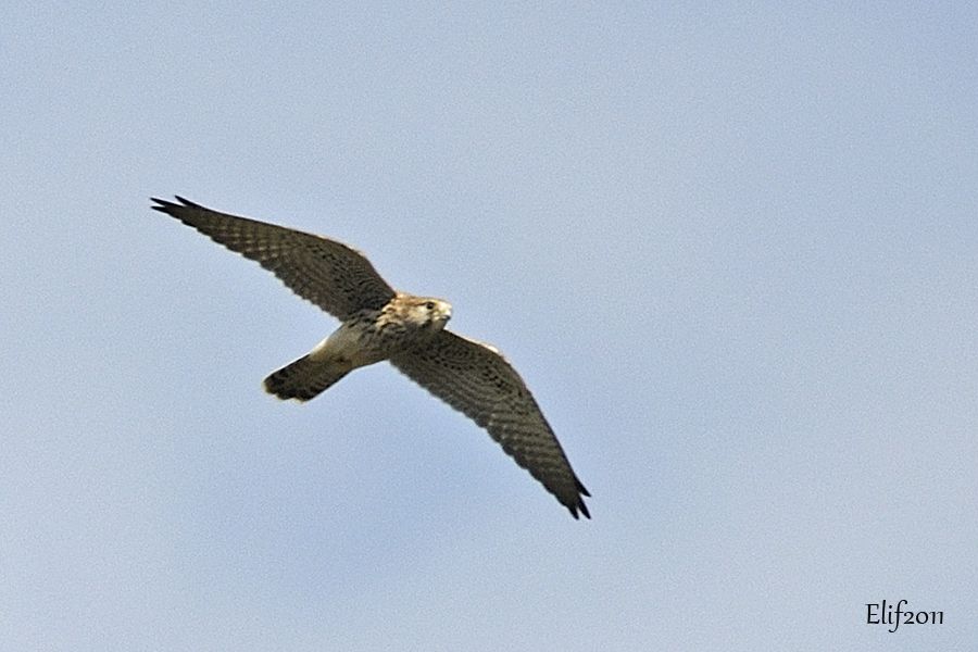 Common Kestrel