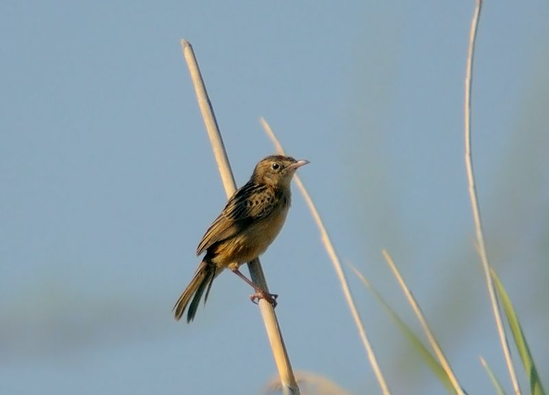 Zitting Cisticola