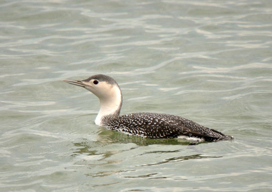 Red-throated Loon