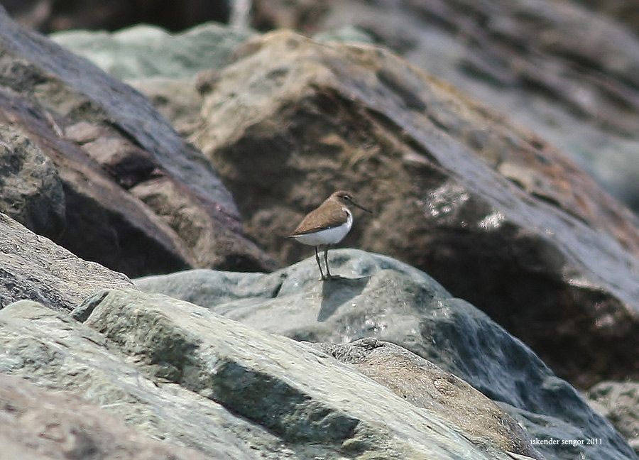 Common Sandpiper