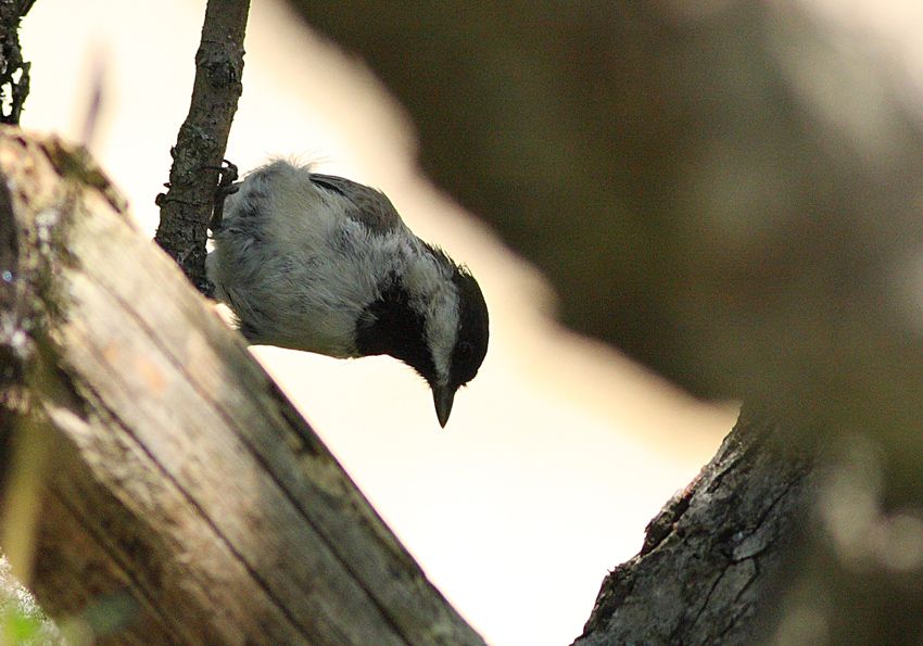 Sombre Tit