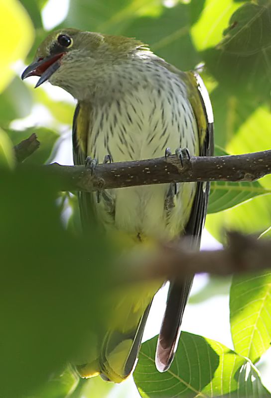 Eurasian Golden Oriole