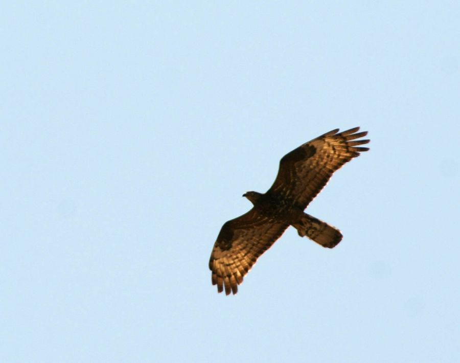 European Honey Buzzard