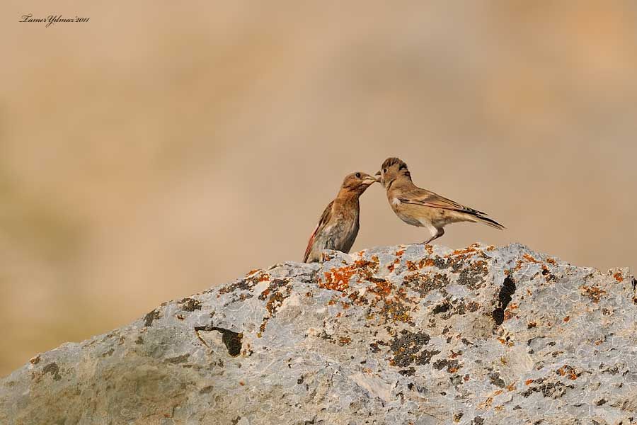 Crimson-winged Finch