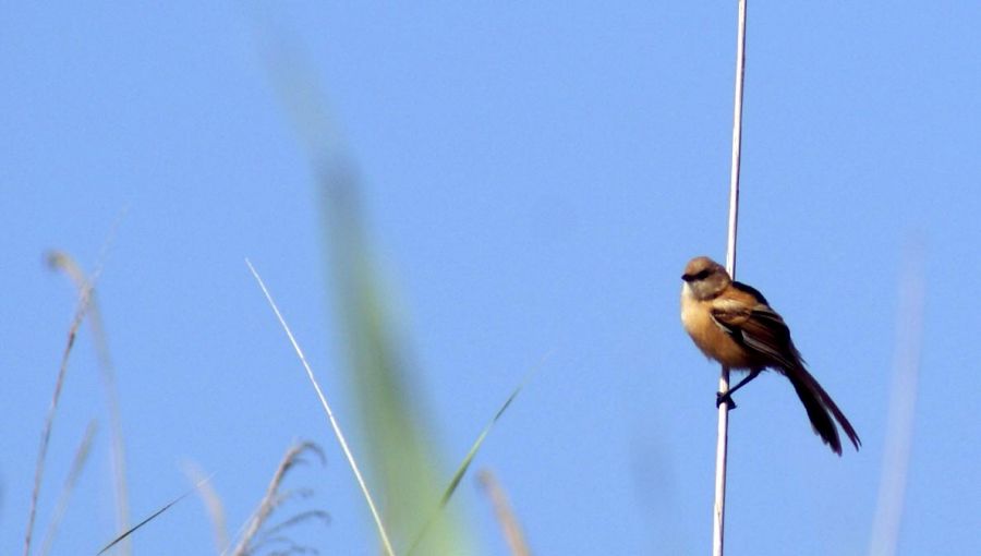 Bearded Reedling