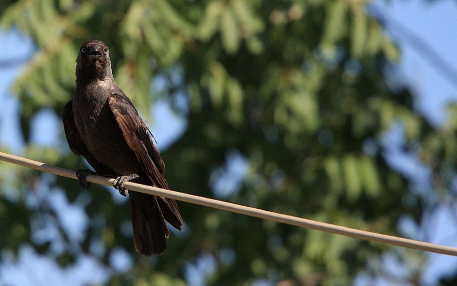 Western Jackdaw