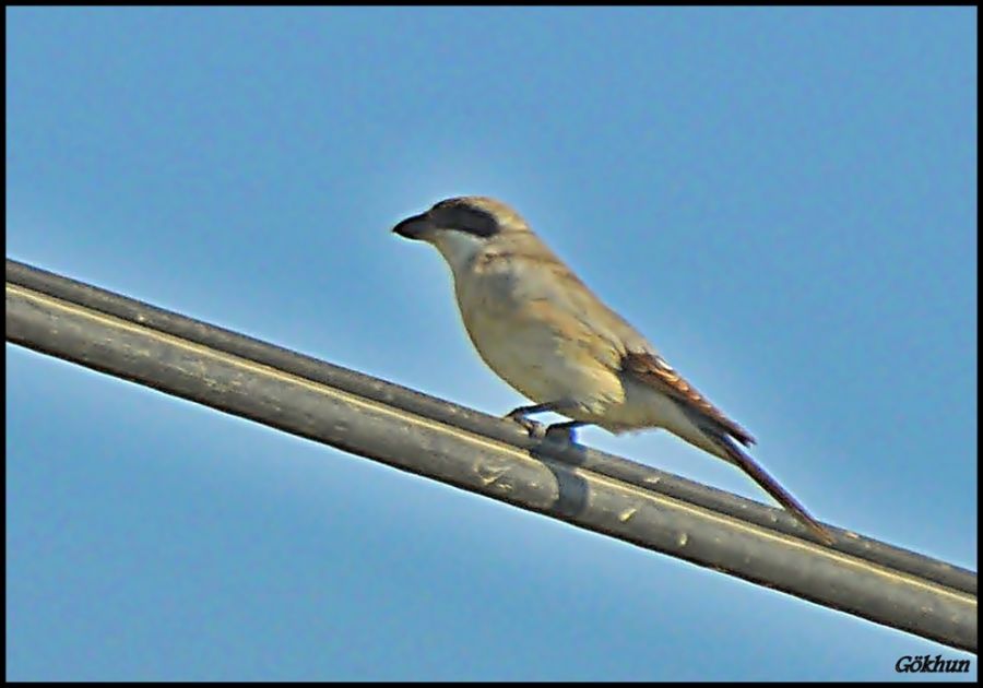 Lesser Grey Shrike
