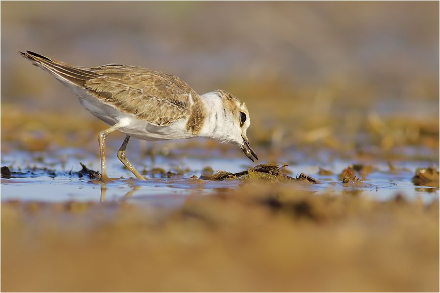 Kentish Plover