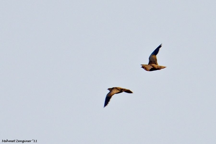 Black-bellied Sandgrouse