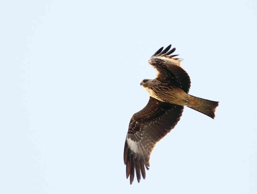 Black Kite