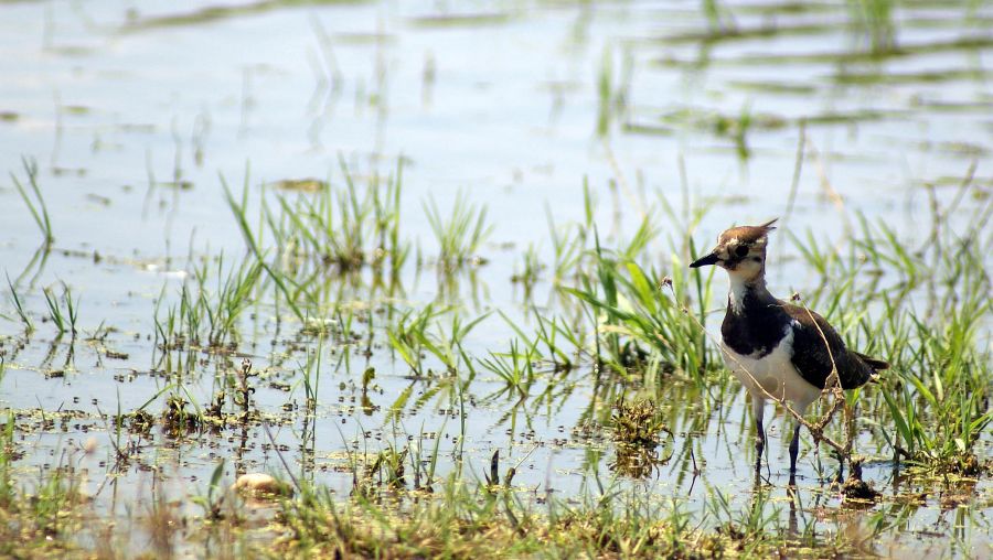 Northern Lapwing