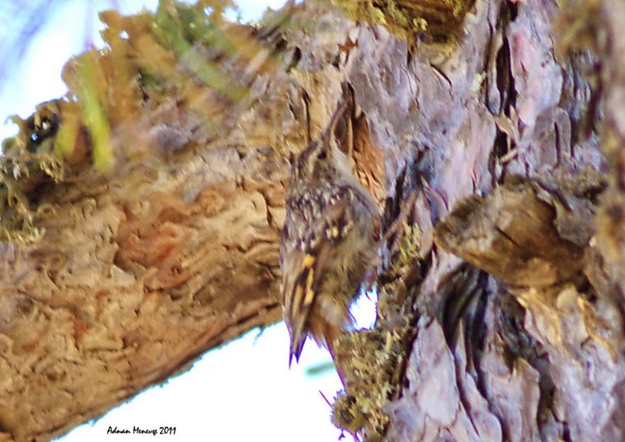 Short-toed Treecreeper