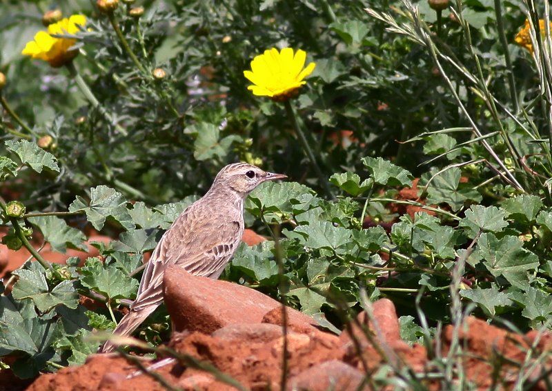 Tawny Pipit