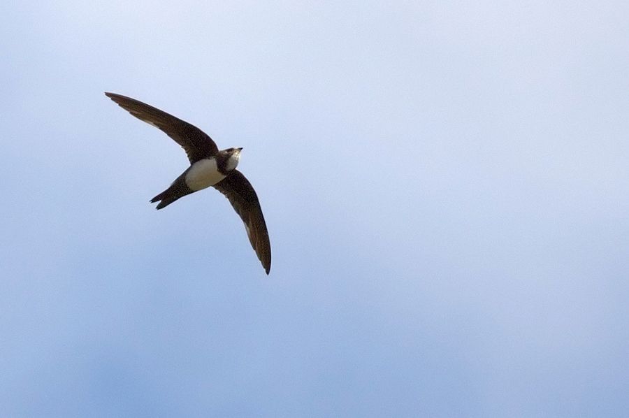 Alpine Swift