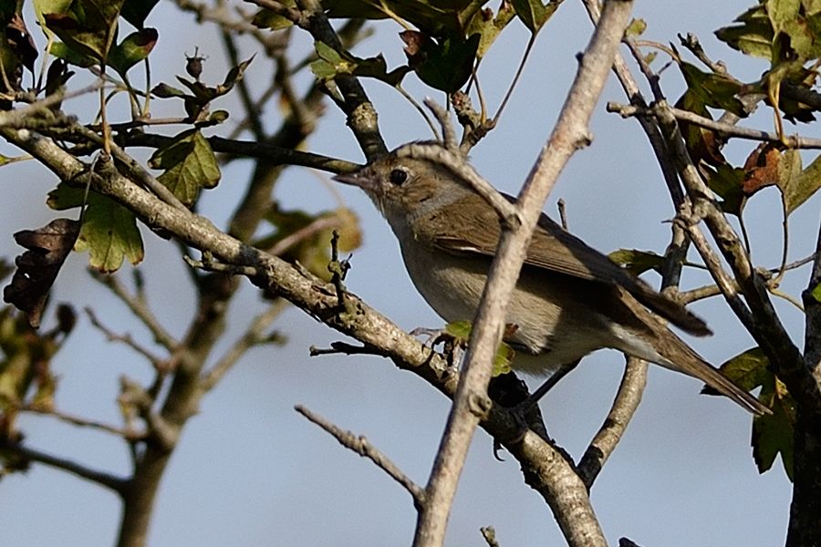 Garden Warbler