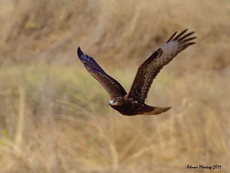 Montagu`s Harrier