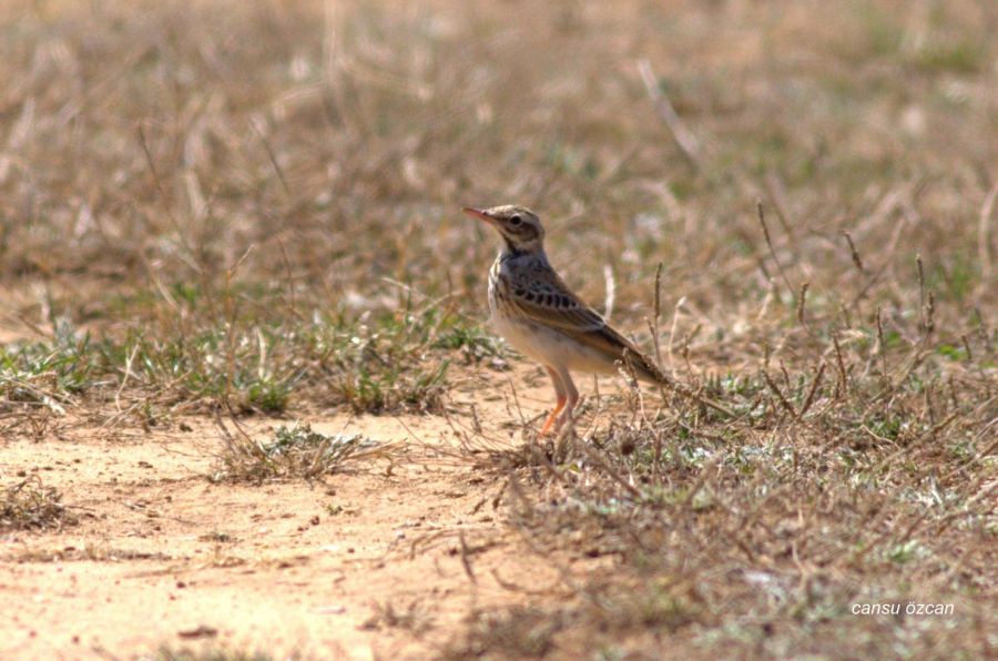 Tawny Pipit