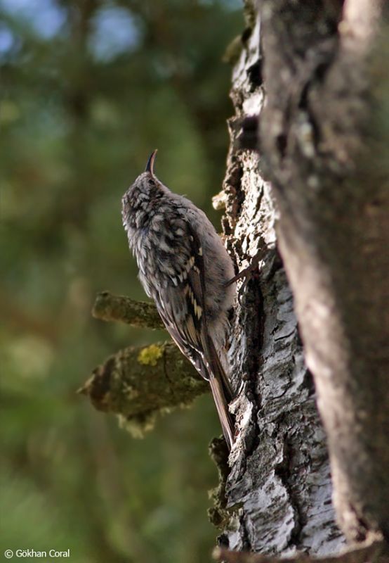 Short-toed Treecreeper