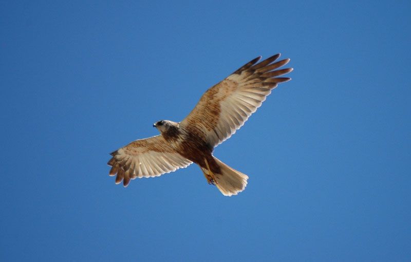 Western Marsh Harrier