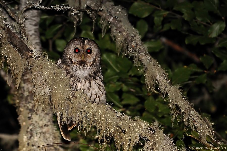 Tawny Owl