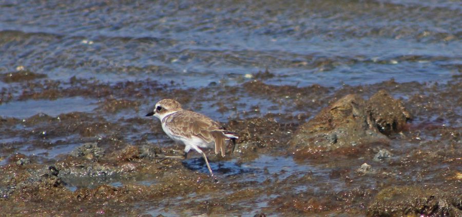 Kentish Plover