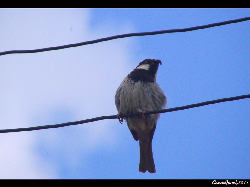 Spanish Sparrow