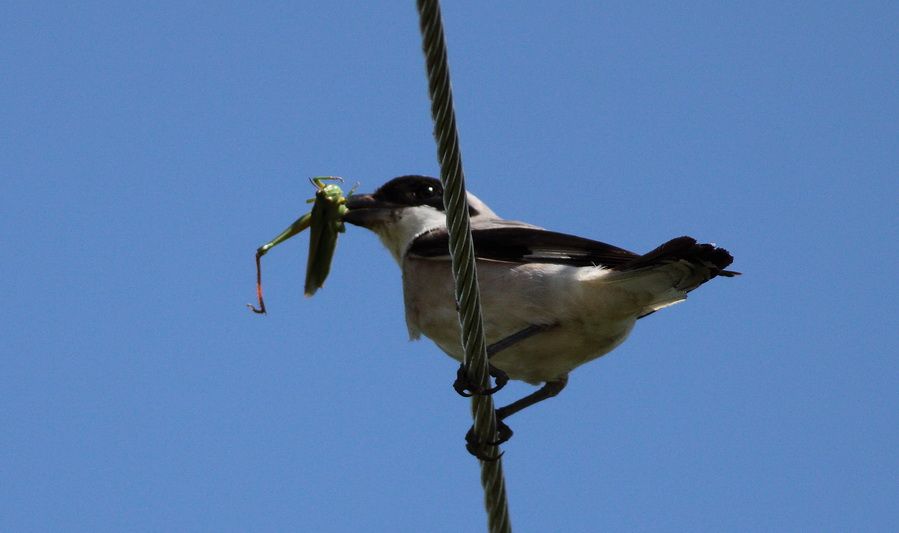 Lesser Grey Shrike