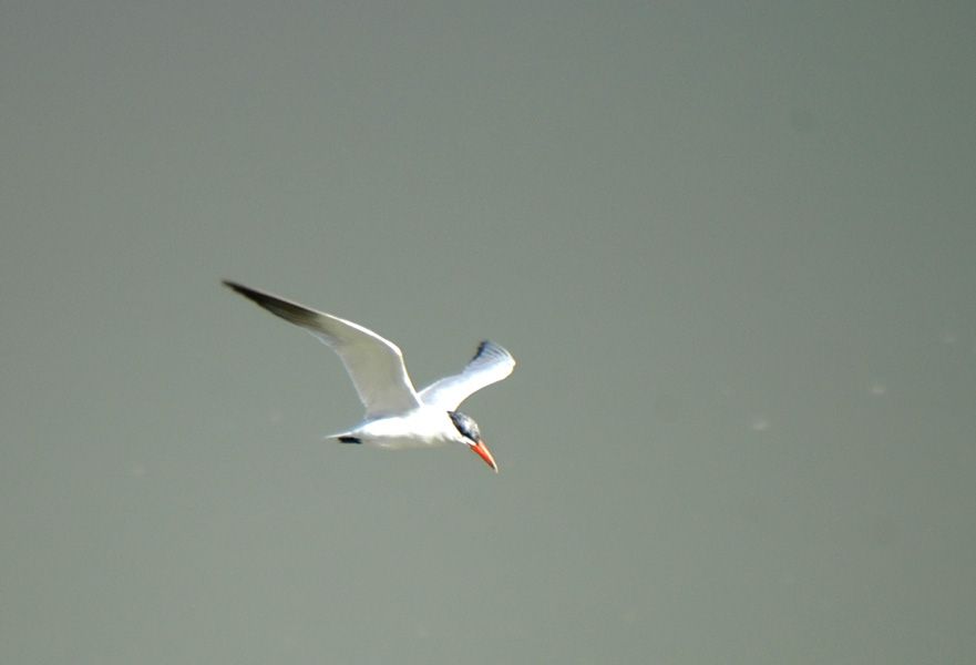 Caspian Tern