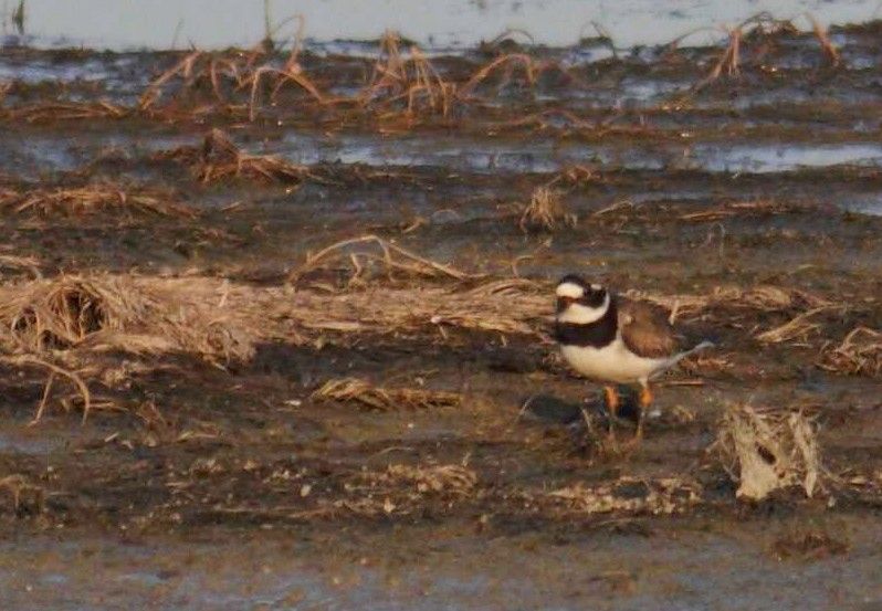 Common Ringed Plover