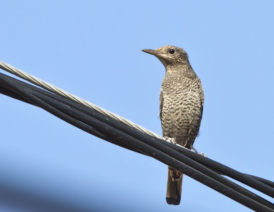 Blue Rock Thrush
