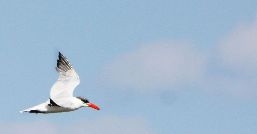Caspian Tern