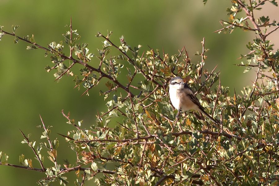 Masked Shrike
