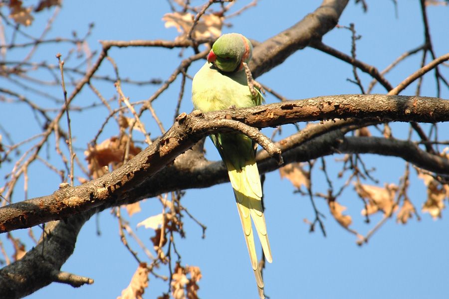 Rose-ringed Parakeet