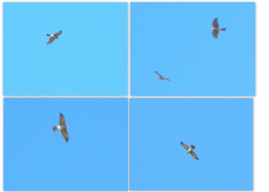 Levant Sparrowhawk