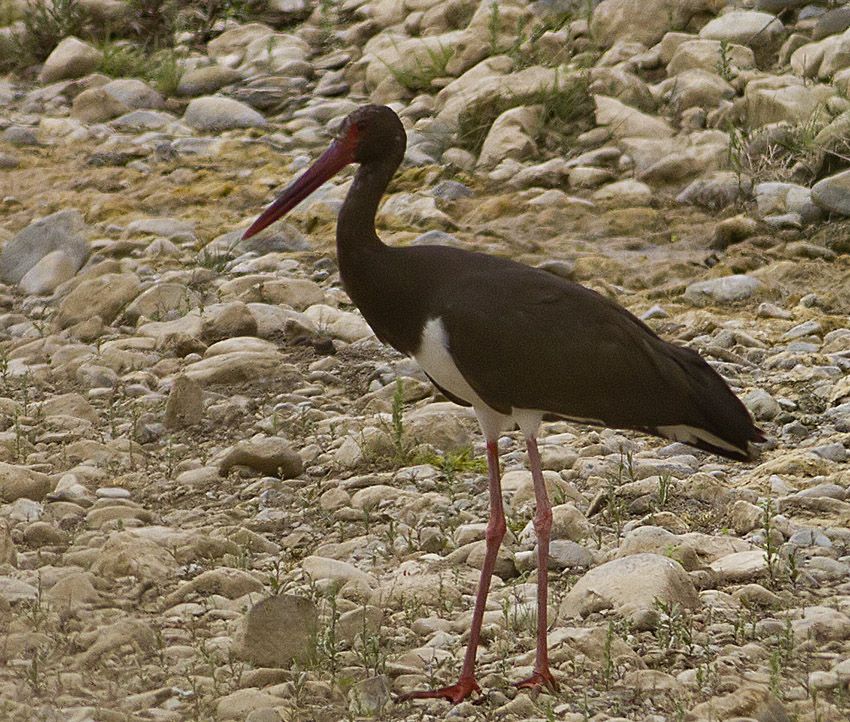 Black Stork