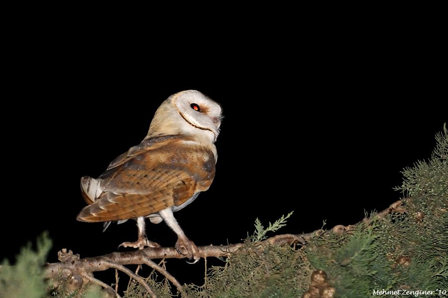 Western Barn Owl